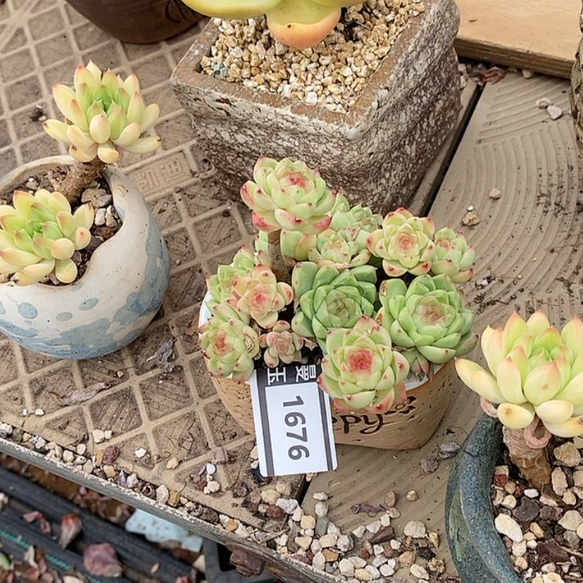 【闪购商品】用****0女王1676