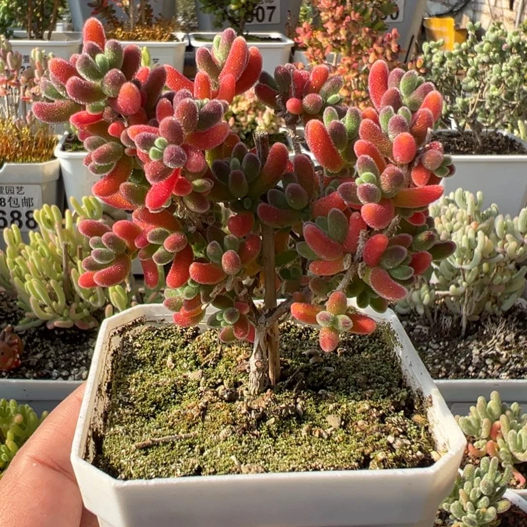 5-459红叶优选老桩2年枝干番杏