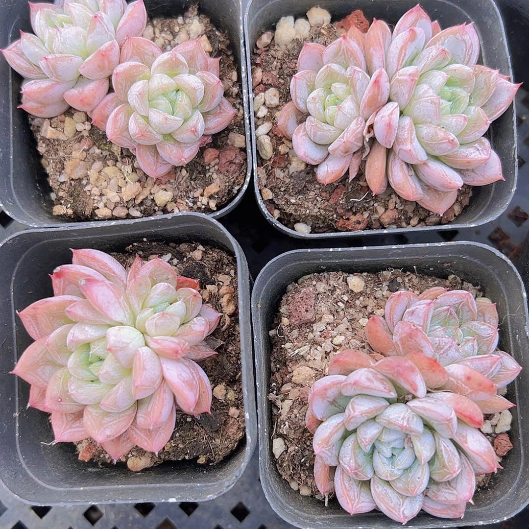 双头百搭翡翠19包邮多肉