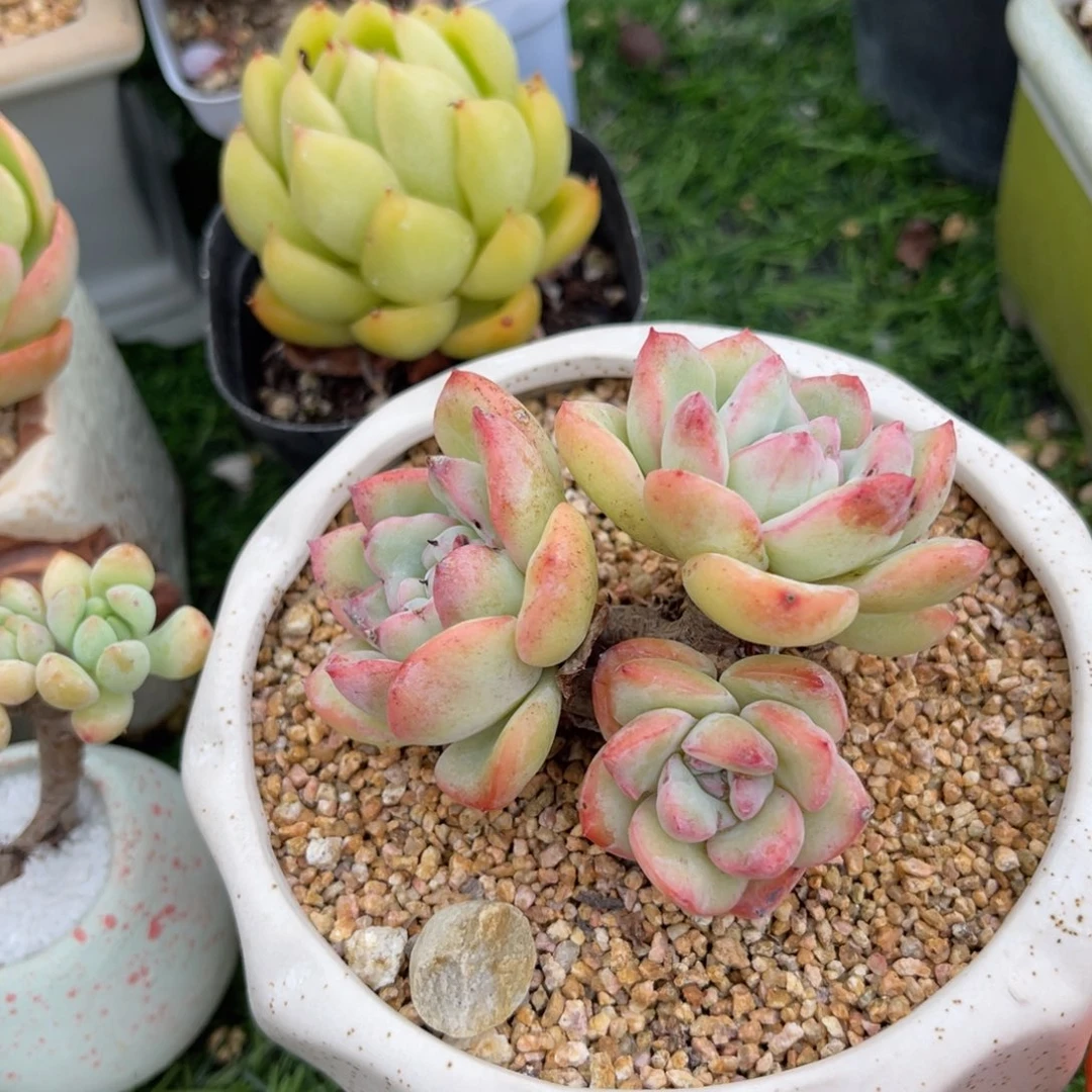 多肉植物一物一拍