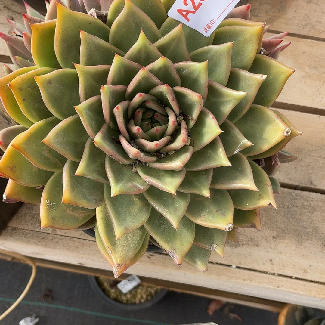 若如东云单拍A280