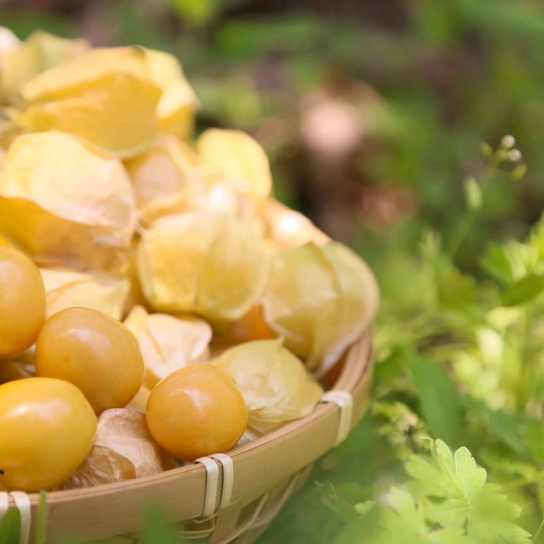 东北头茬姑娘果新鲜采摘当季水果整箱包邮