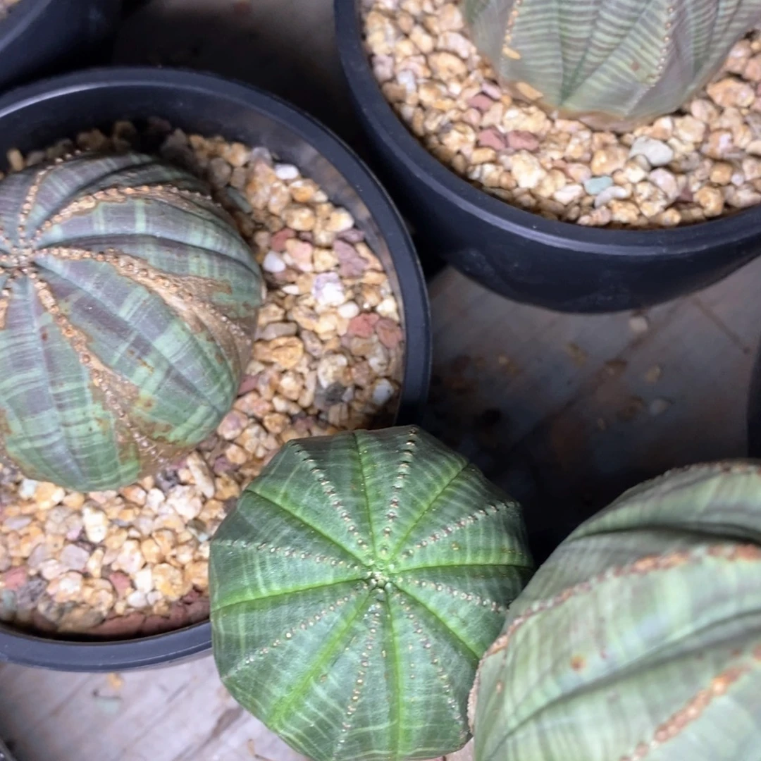 10欧系实生布纹一物一拍