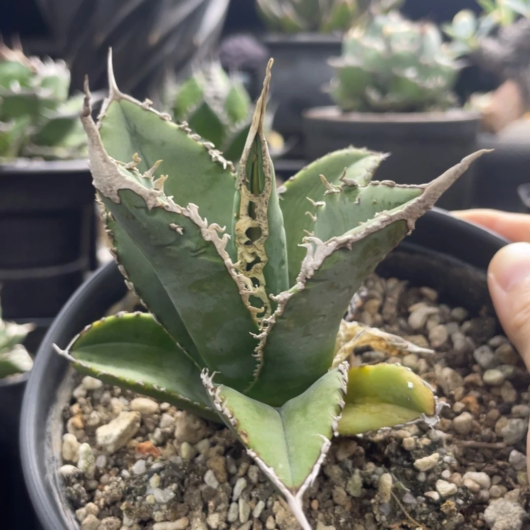 【闪购商品】哥斯拉。