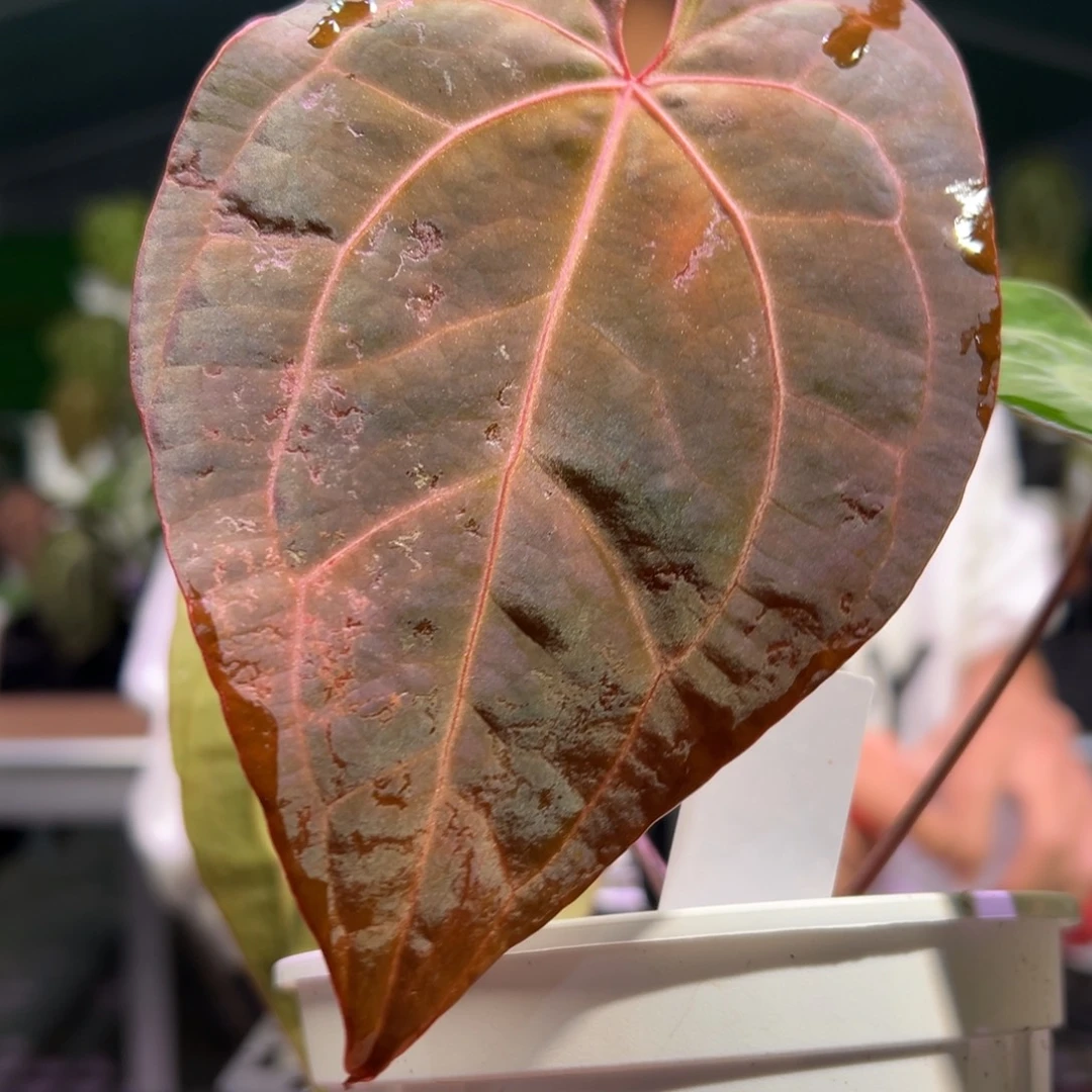 完全开放黑桃*黑凤凰