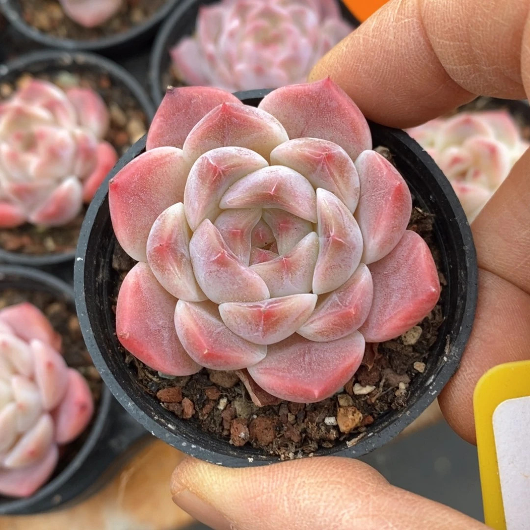 精品多肉一物一拍不包整56