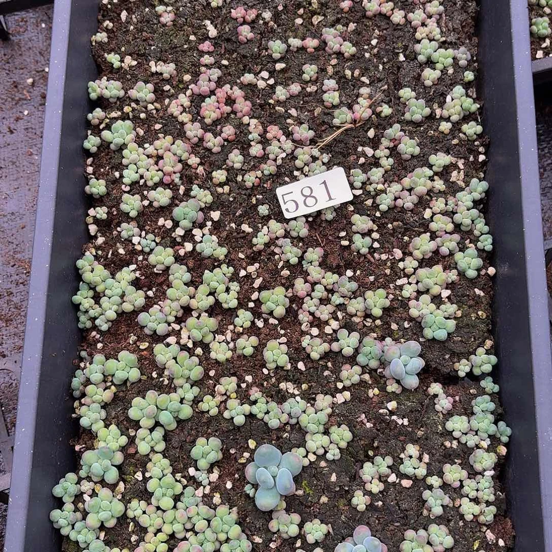 多肉植物多肉植物581