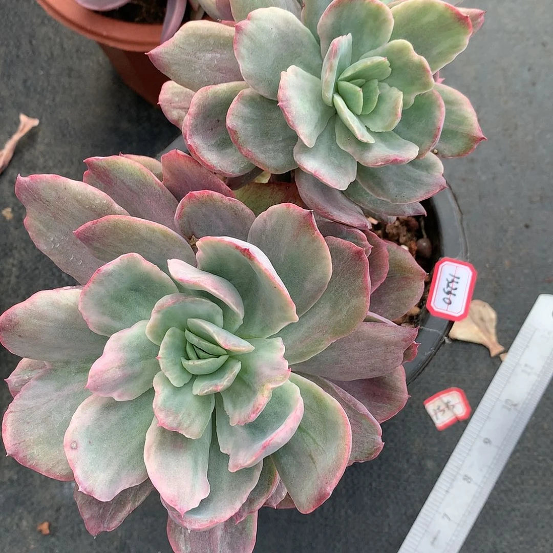 阳****白13230绮罗石化锦