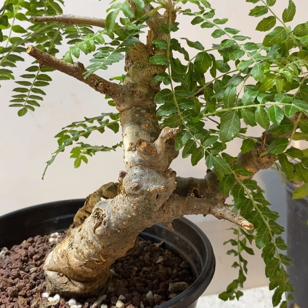 老***程尼勒达乳香产地熟桩