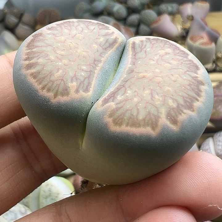 349巨型绿体菊福利11111111
