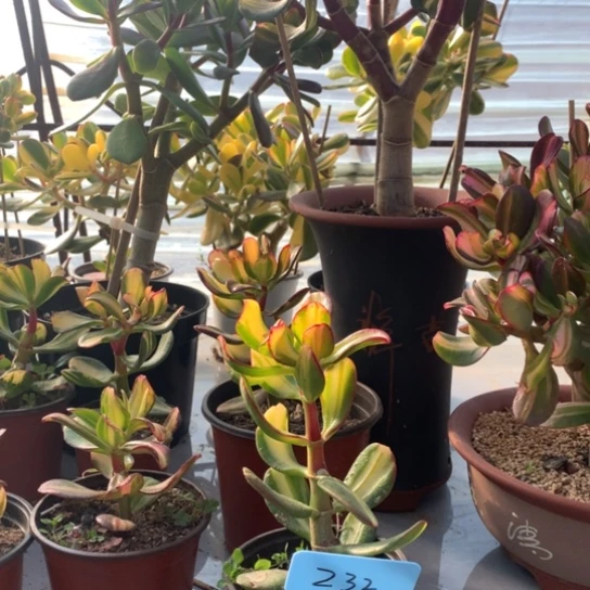 用****8Z32卷叶脱土发货