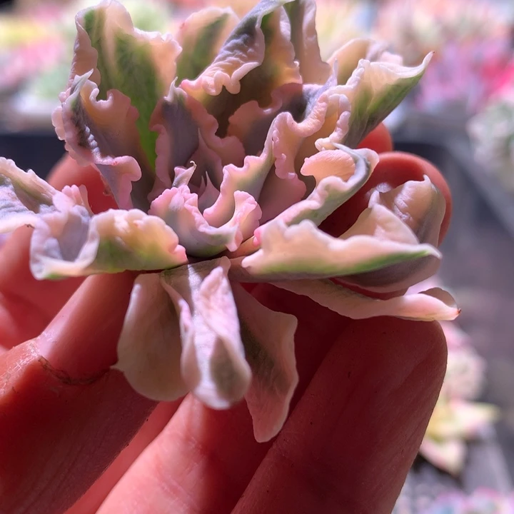 利比里亚白覆轮锦有根