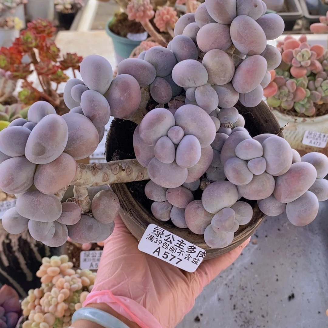 芭比奶洛15cm577多肉植物