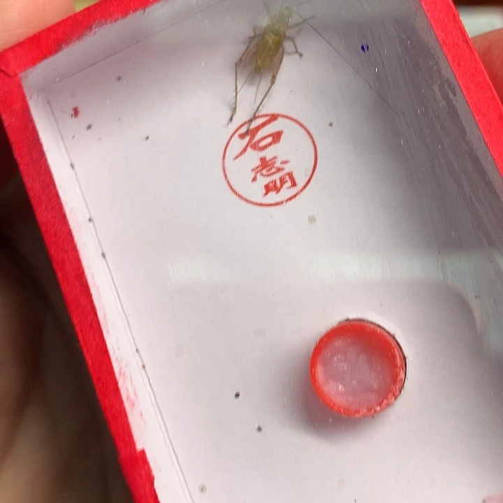 石大黄长须哈哈哈哈哈