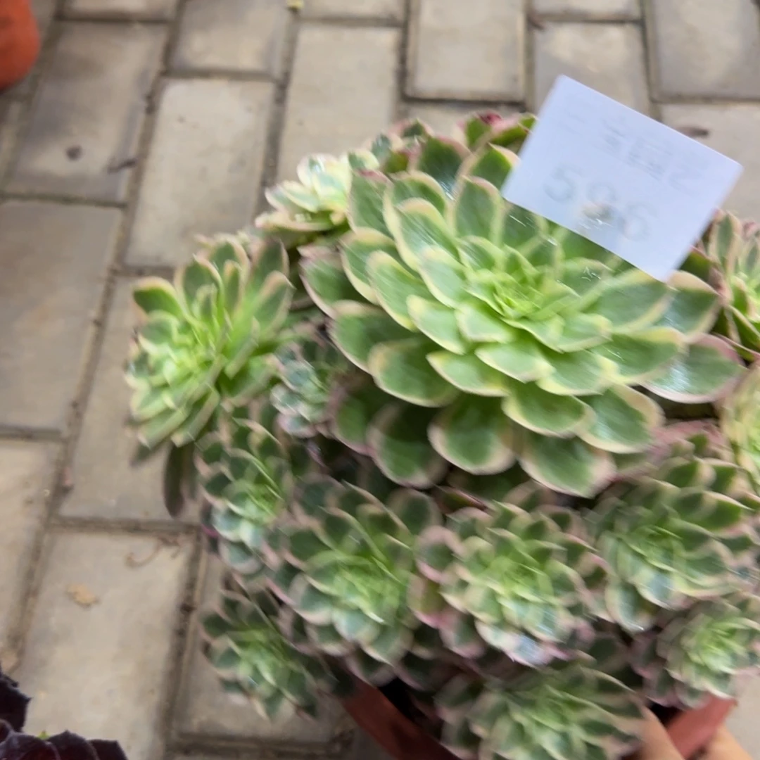 多肉植物596孔雀翎法师
