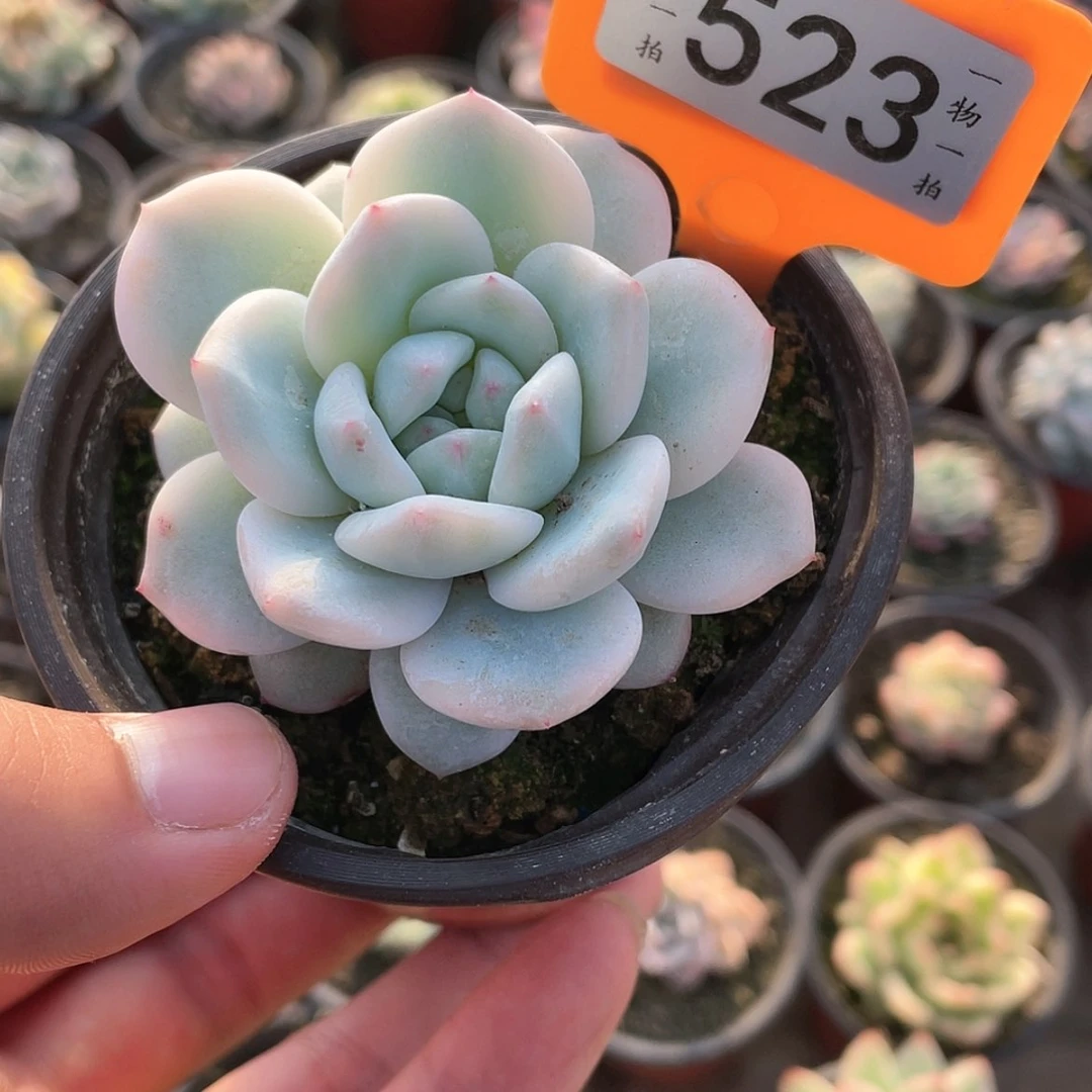 【闪购商品】523号