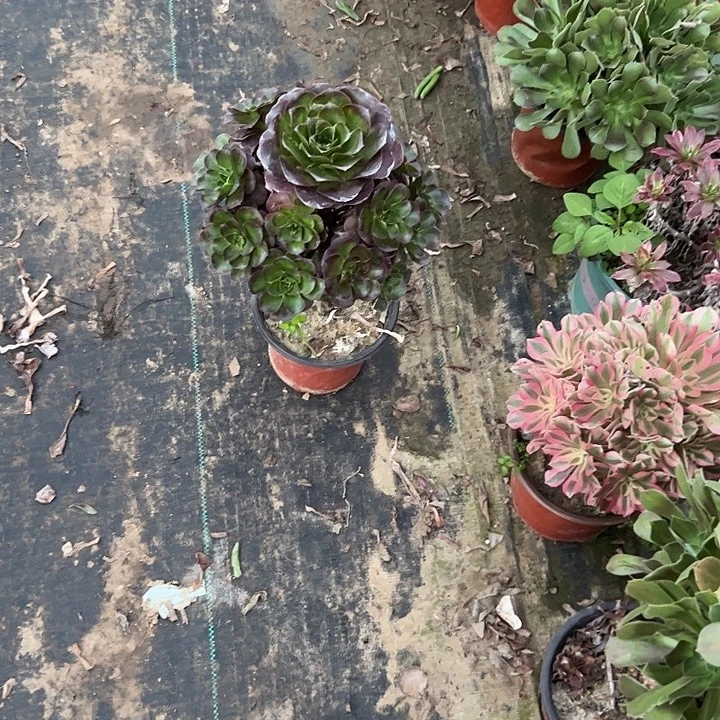 琴***不包侧枝一物一拍115