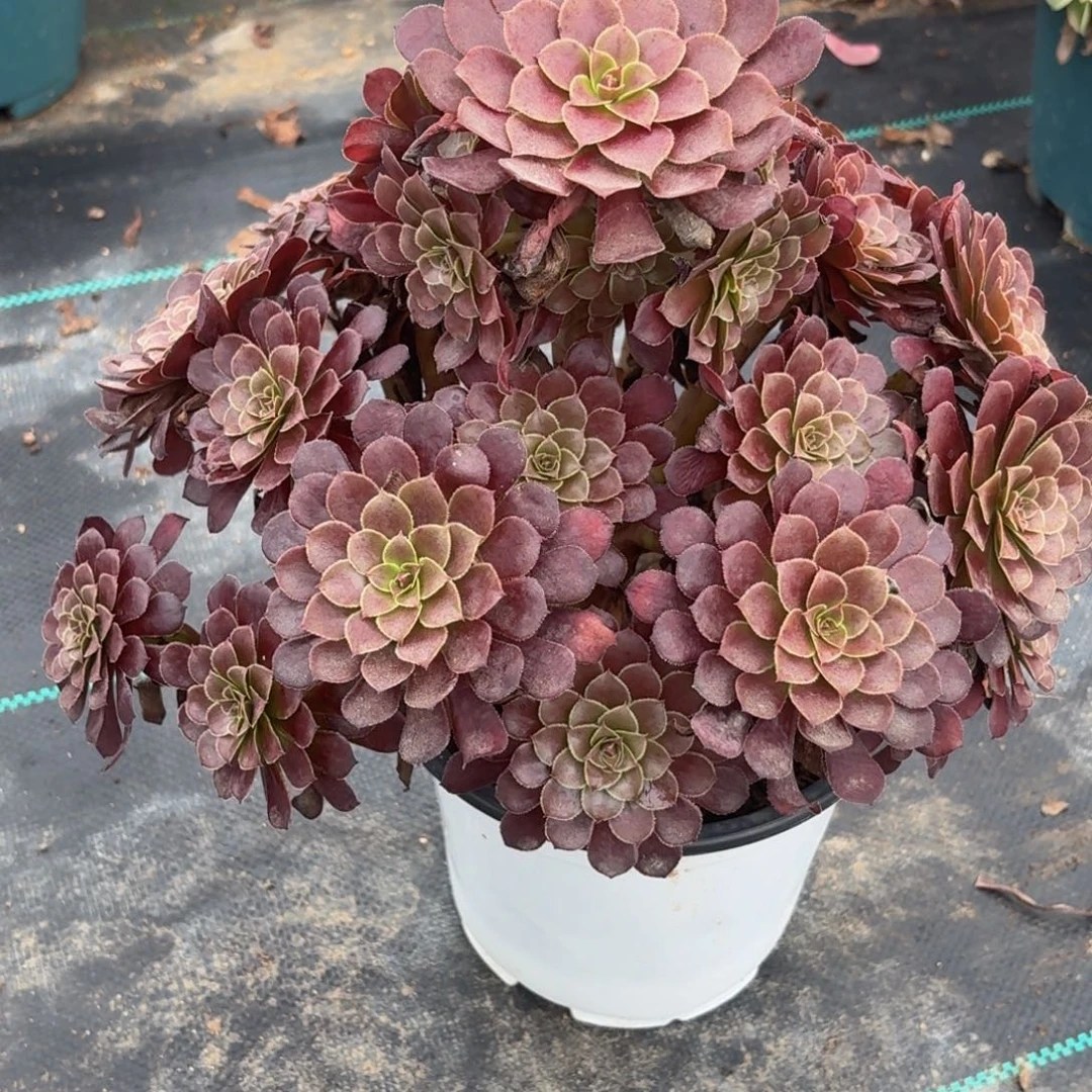 一***珊016黑铜鼓多肉植物发货