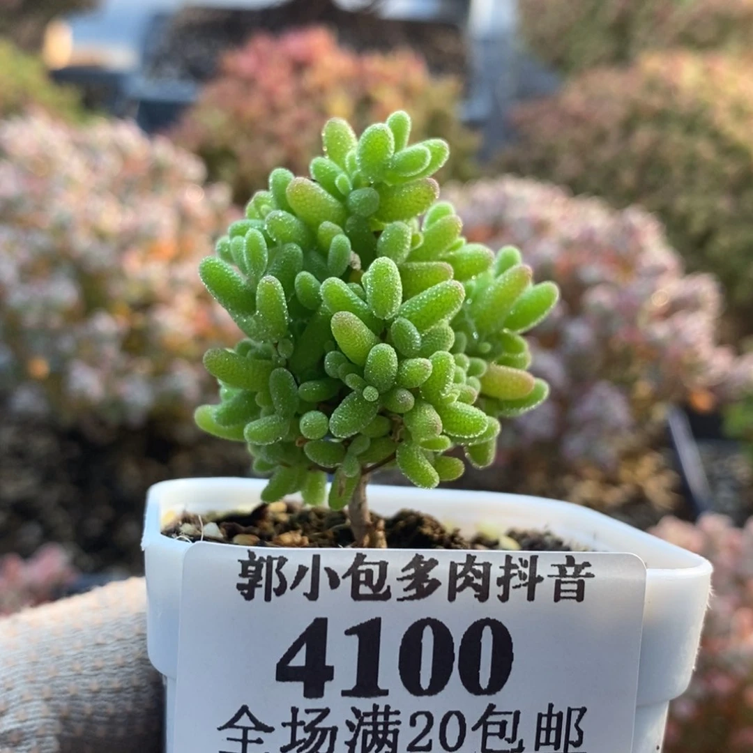 蜜橘糖球4100枝干番杏