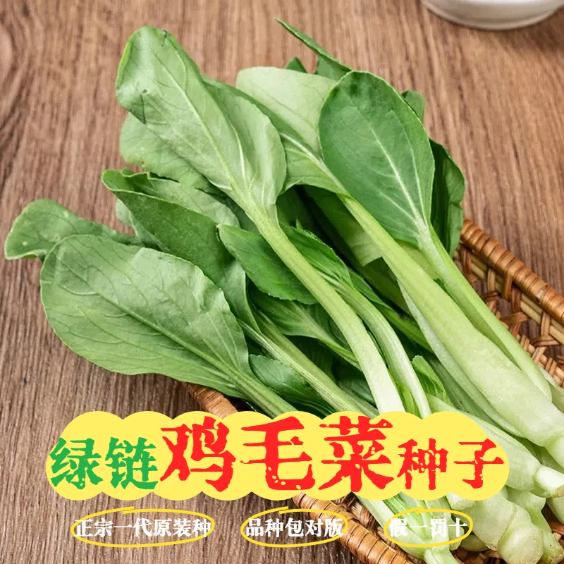 【鸡毛菜种子】四季耐寒速生可阳台盆栽小青菜正宗精品易种易活