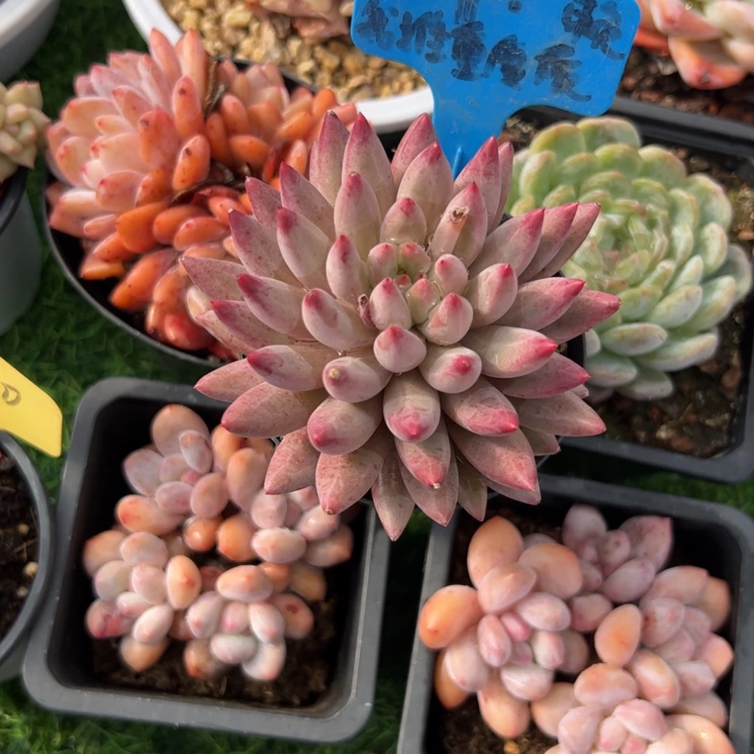 单头愚昧人多肉植物