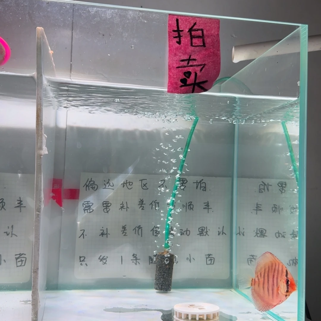 七彩神仙鱼肉身5偏远地区不拍