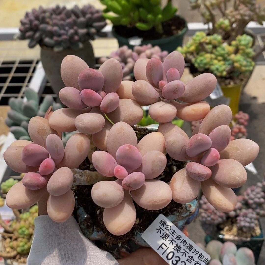 糖果桃蛋033/10cm多肉