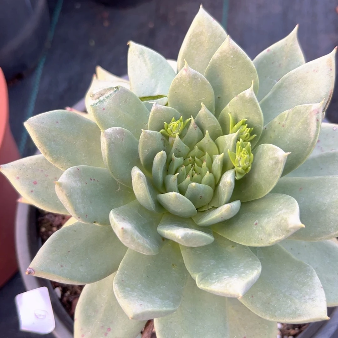 野生仙女杯进口一株