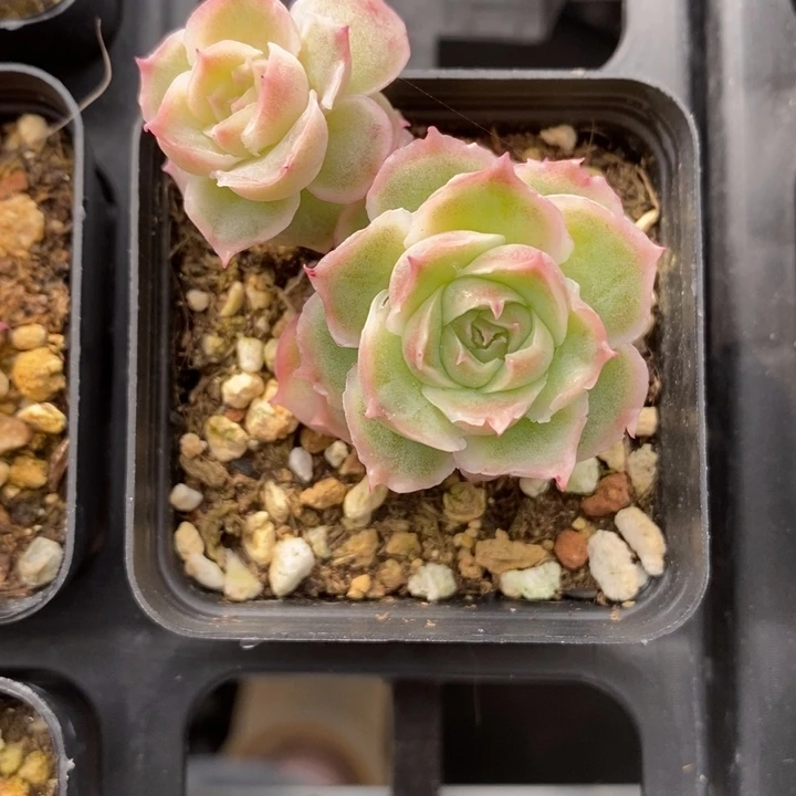 虾饺 虾饺 多肉 12.14