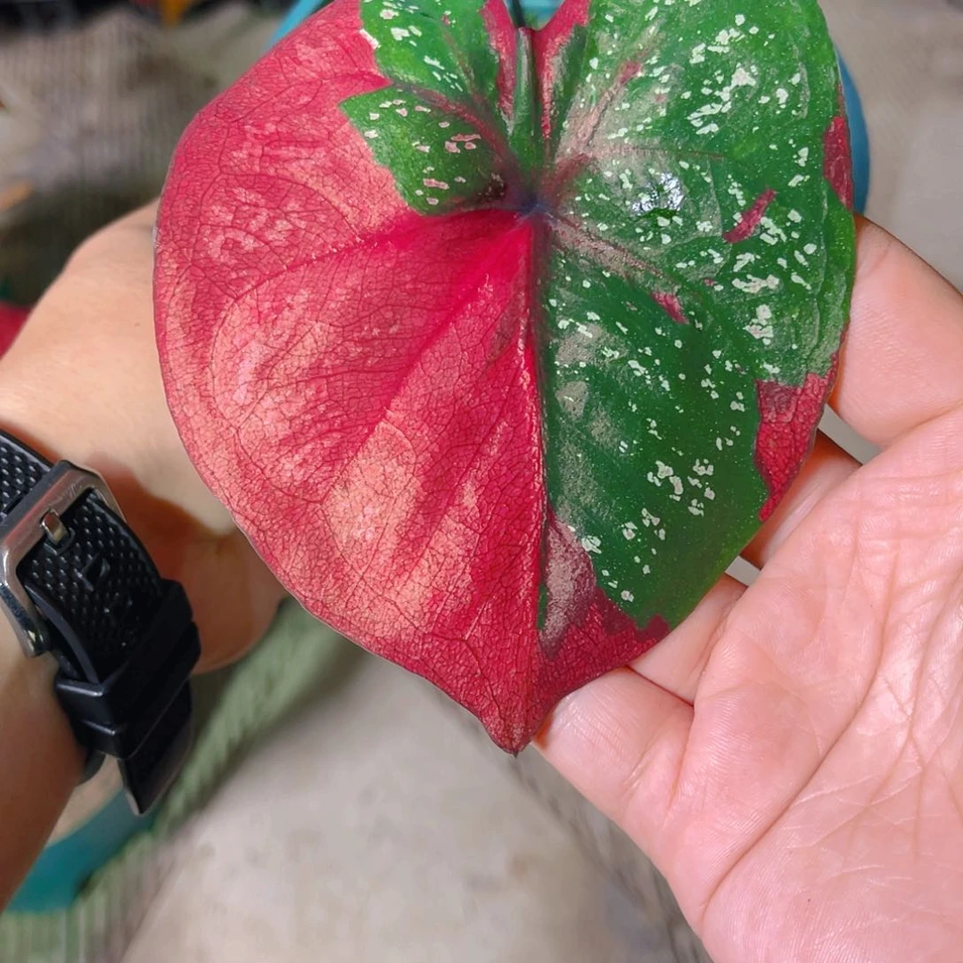 完全开放656泰彩