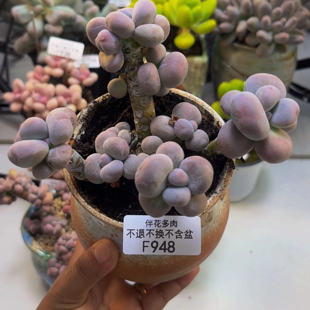 芭比奶948/11cm多肉