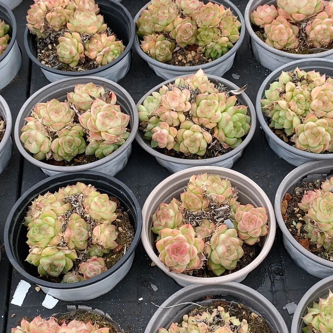 金汇园艺，团红女王群不包整