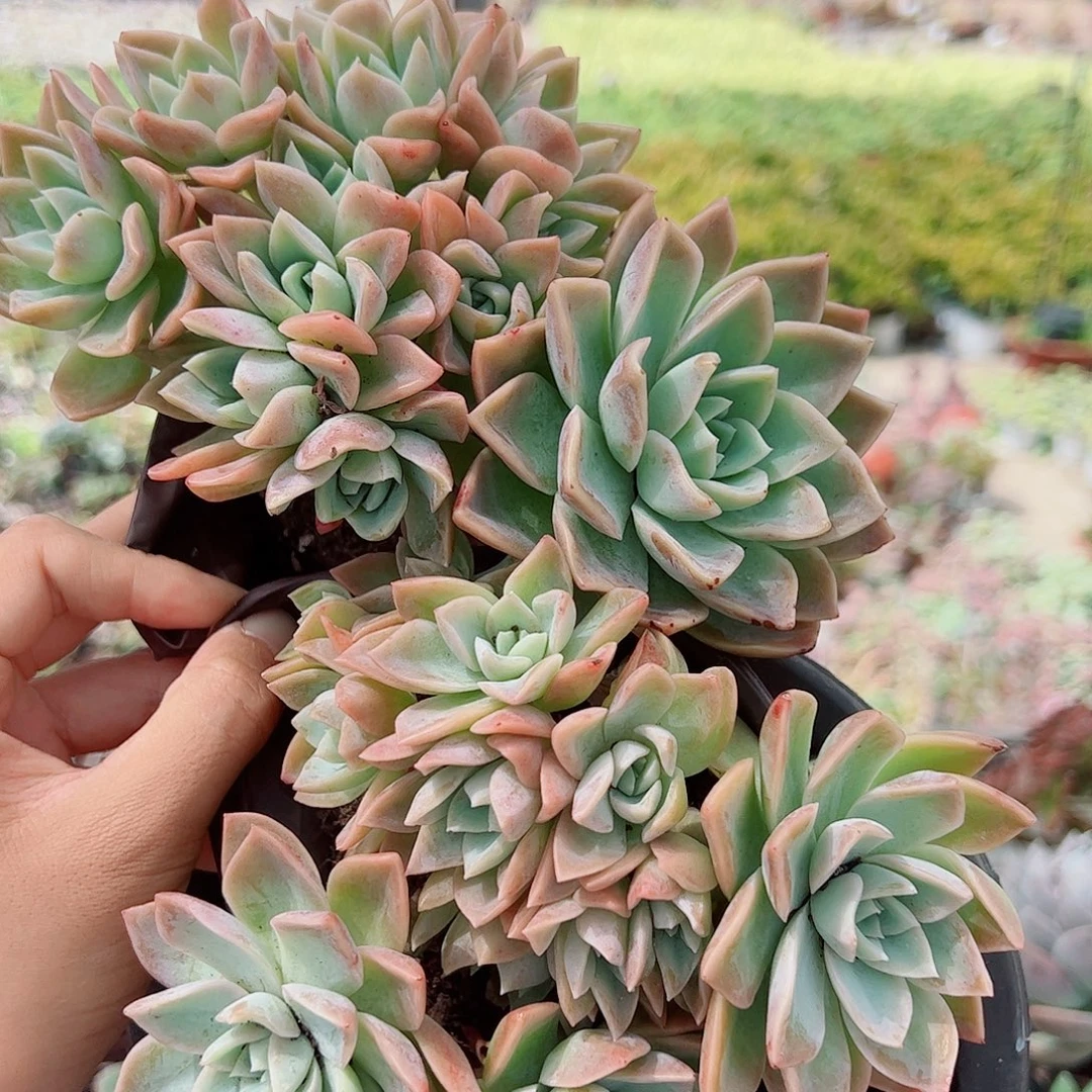 哈利沃森朵朵型精品特价二盆