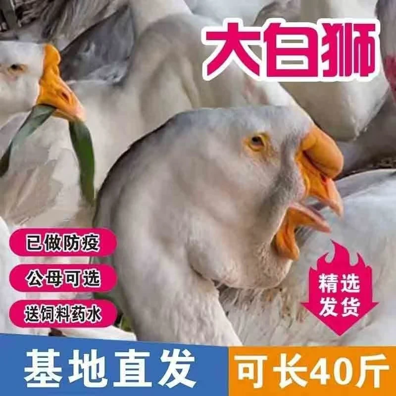 白狮头鹅苗【包活到家顺丰包邮】