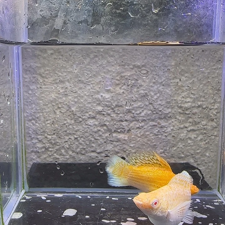 孔雀鱼黄金玛丽。69号