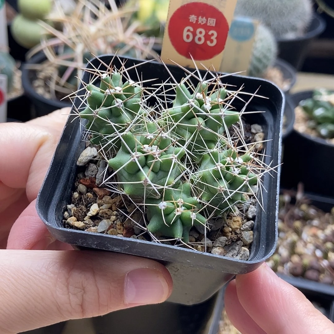 实生五头篝火虾群一颗