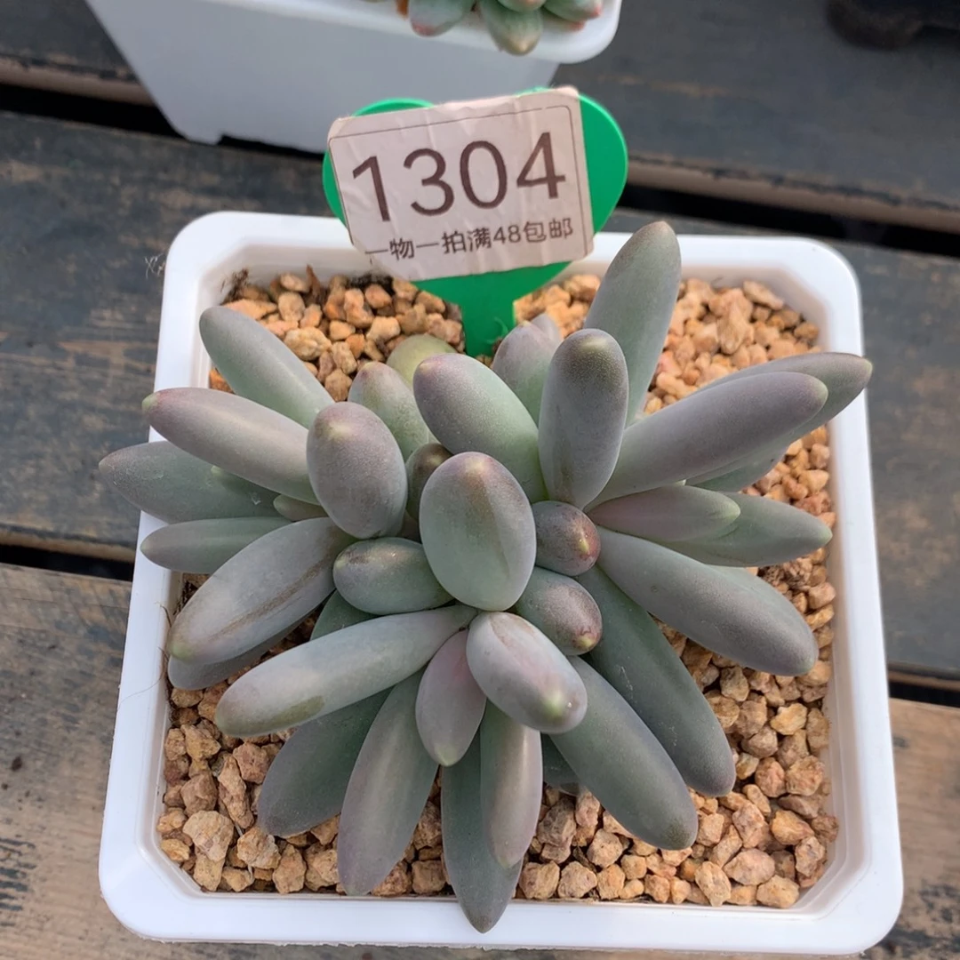 c***蕾胖体烟花无砍开播福利1304