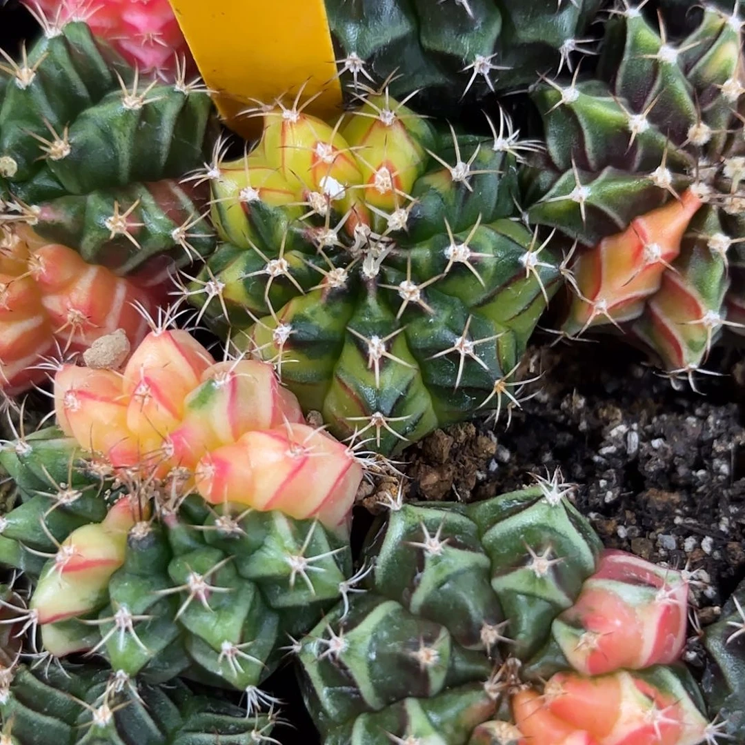 燚***爱281-1101泰国发货多肉