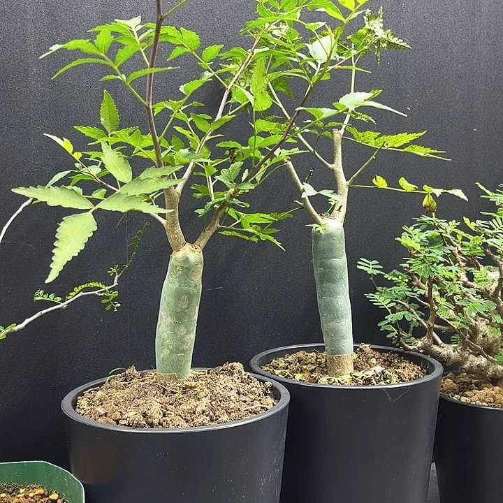 芳香橄榄一物一拍