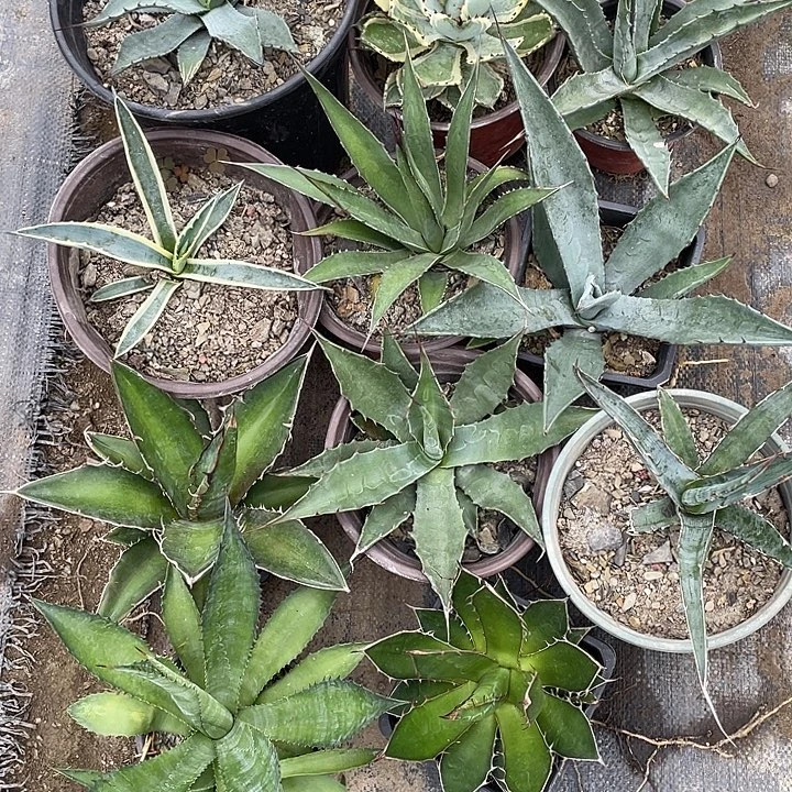 无花朵龙舌兰组合25789