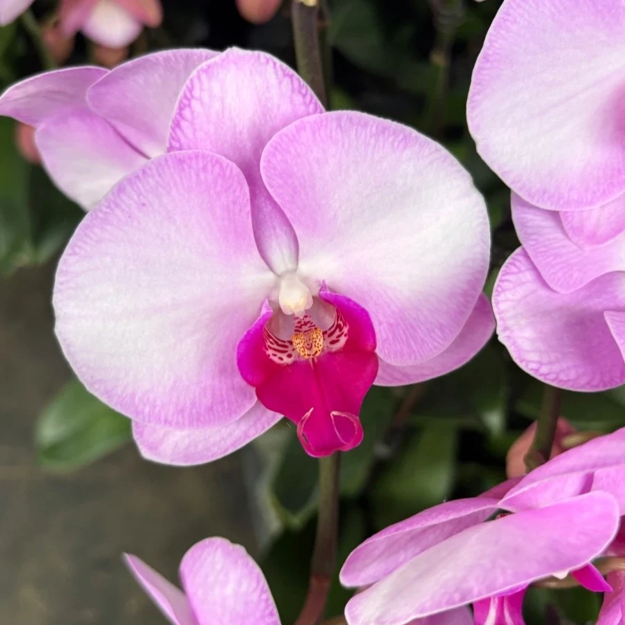 【蓉姐专属】蝴蝶兰——月亮公主(任意两颗包邮只拍一颗发苗)