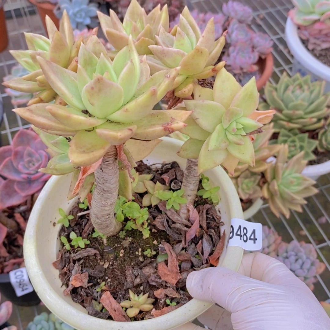 9484黄金表丽娜一物一拍