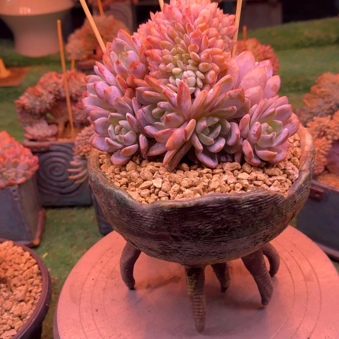 星影树缀无砍多肉