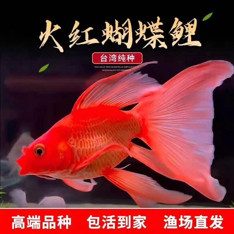 台湾蝴蝶鲤红色球体短身大鳍大尾鱼缸观赏鱼鱼苗活体直销冷水锦鲤