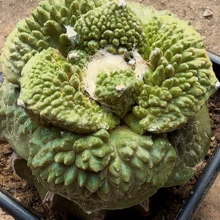 无花朵苗接大尤哥怒175