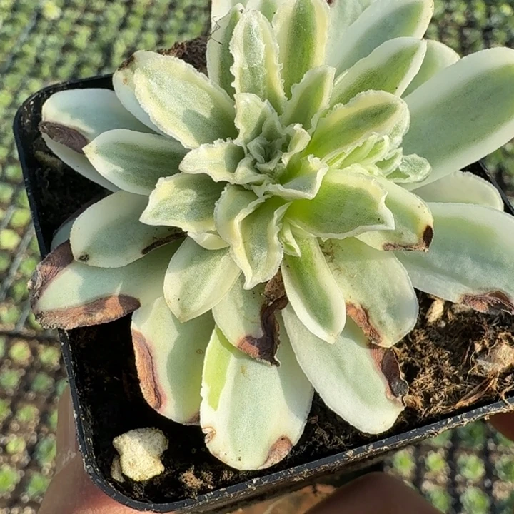 佣***王秋夕蕾丝带侧芽一