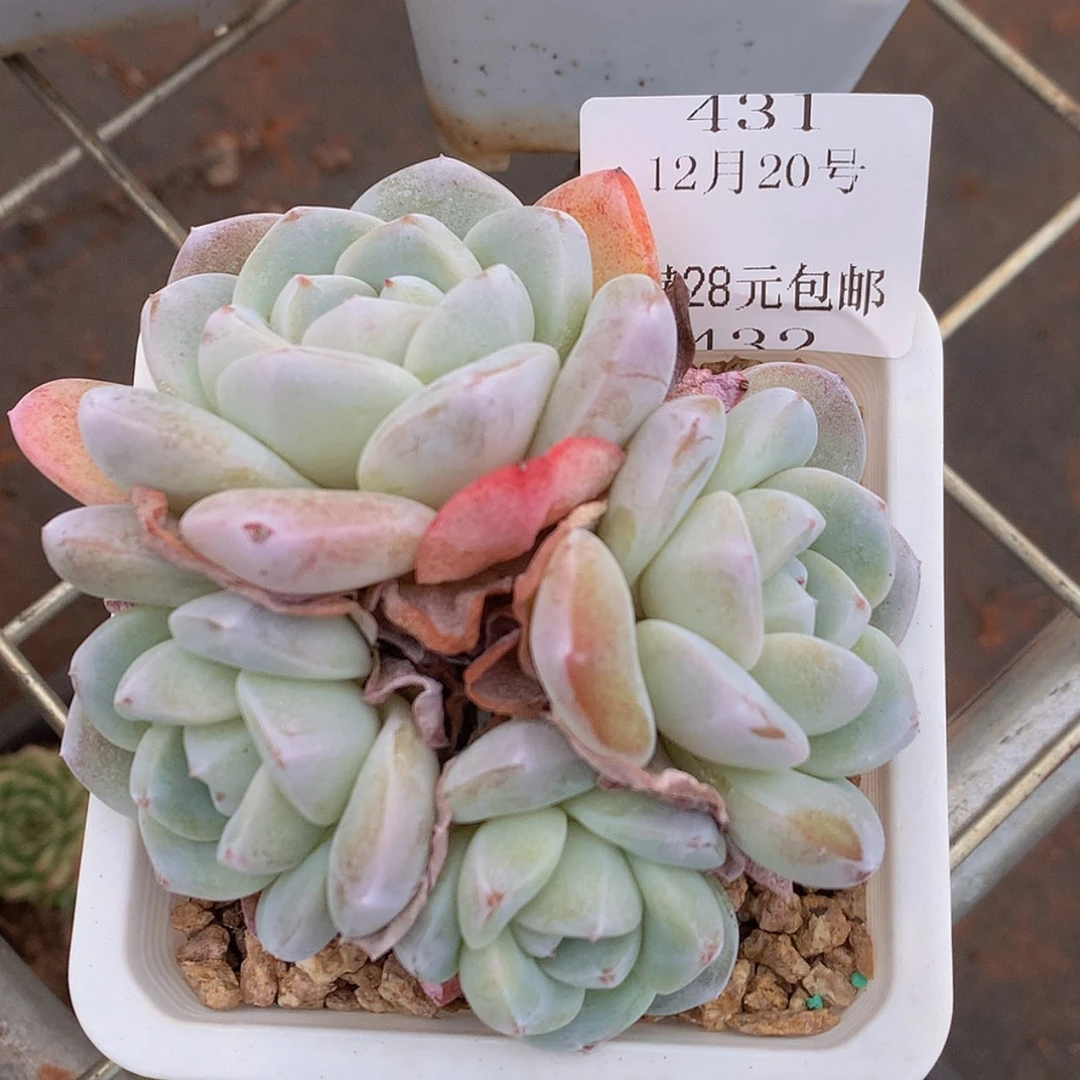 【闪购商品】云431号