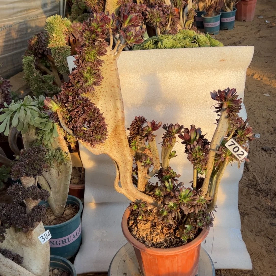 有伤黑缀702高度44厘米