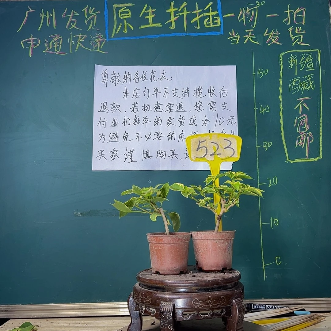 当前无花栽培后可以开花马斯掌中宝 斑叶西瓜掌中宝523
