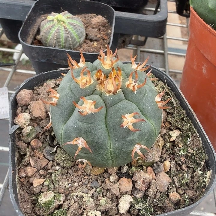 夜***章实生猫爪单头4仙人球